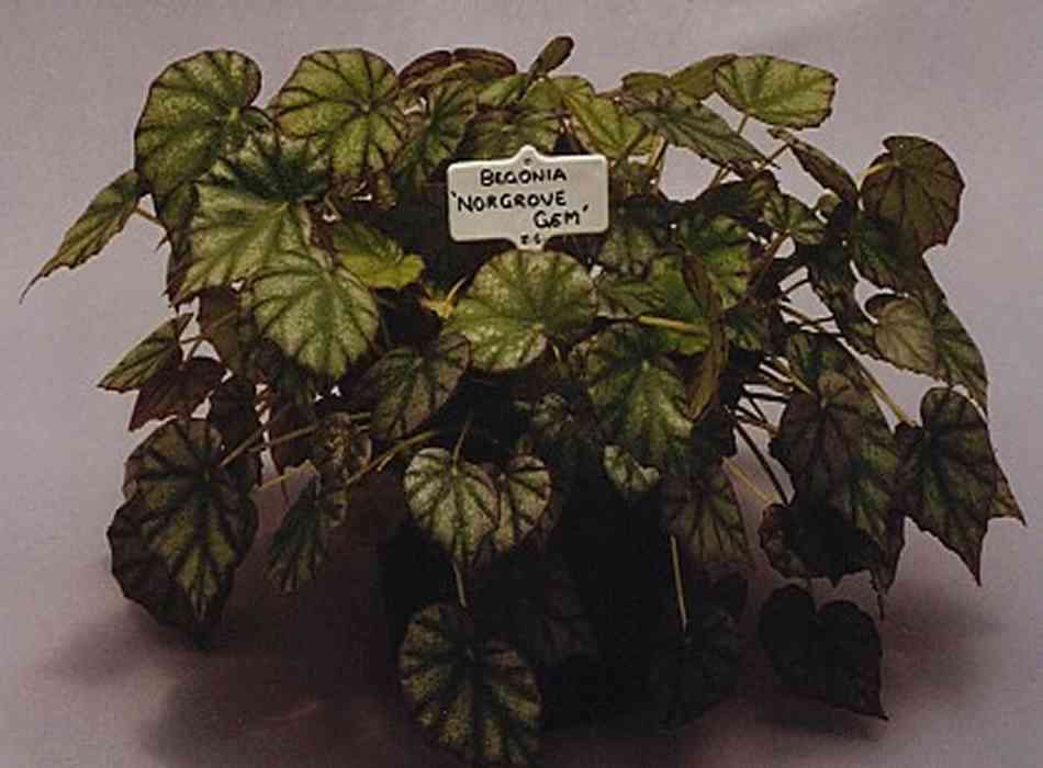 B. ‘Norgrove Gem’